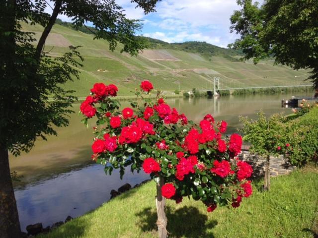 Hotel Ferien-Wein-Gut Keifer Bernkastel-Kues Esterno foto